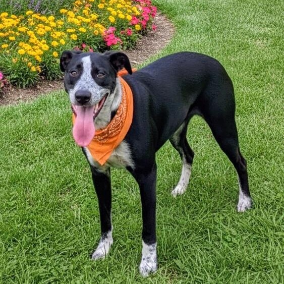 Enlarge Sawyer, a ADOPTABLE mixed breed in Willington, CT image 1/6