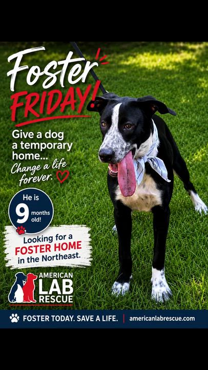 Enlarge Sawyer - Foster Needed, a ADOPTABLE mixed breed in Willington, CT video 6/6