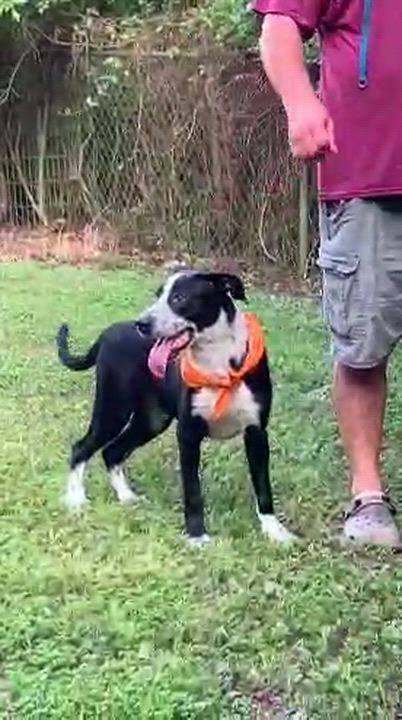 Enlarge Sawyer, a ADOPTABLE mixed breed in Willington, CT video 6/6