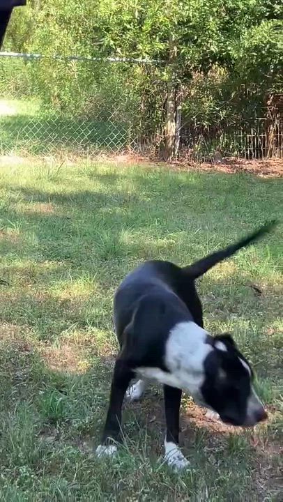 Enlarge Sawyer - Foster Needed, a Adoptable mixed breed in Willington, CT video 6/6