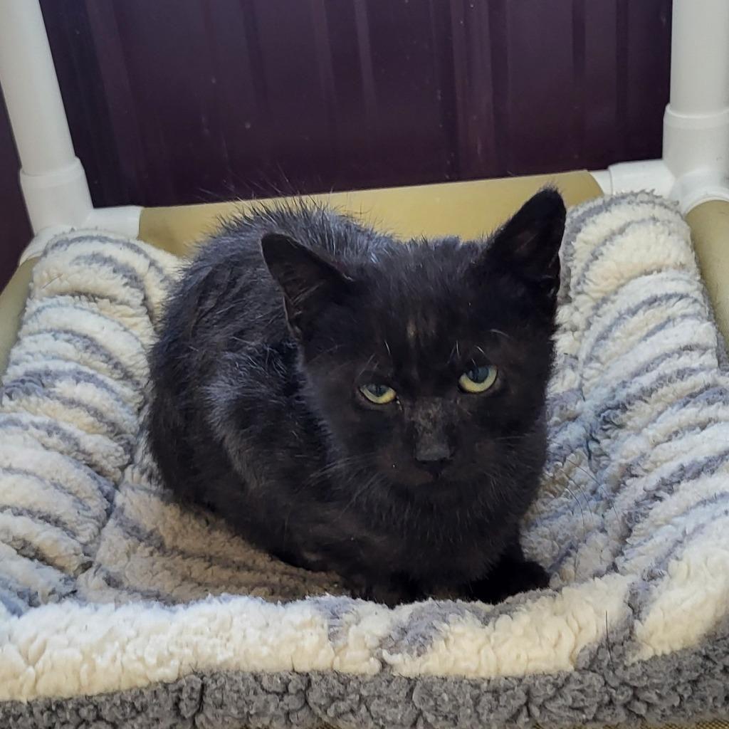 Phantom, Adopted, Young Male Domestic Short Hair.