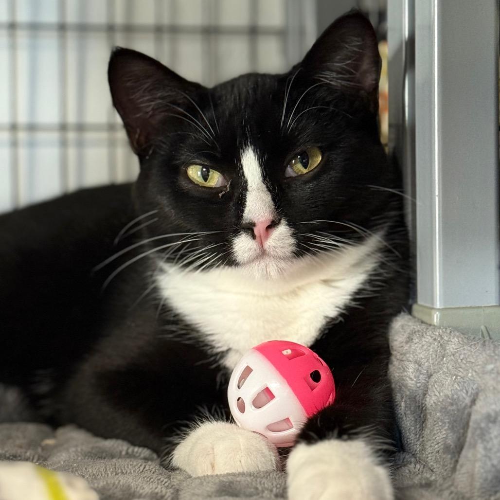 Mimura, Adoptable, Young Female Domestic Short Hair & Domestic Short Hair.