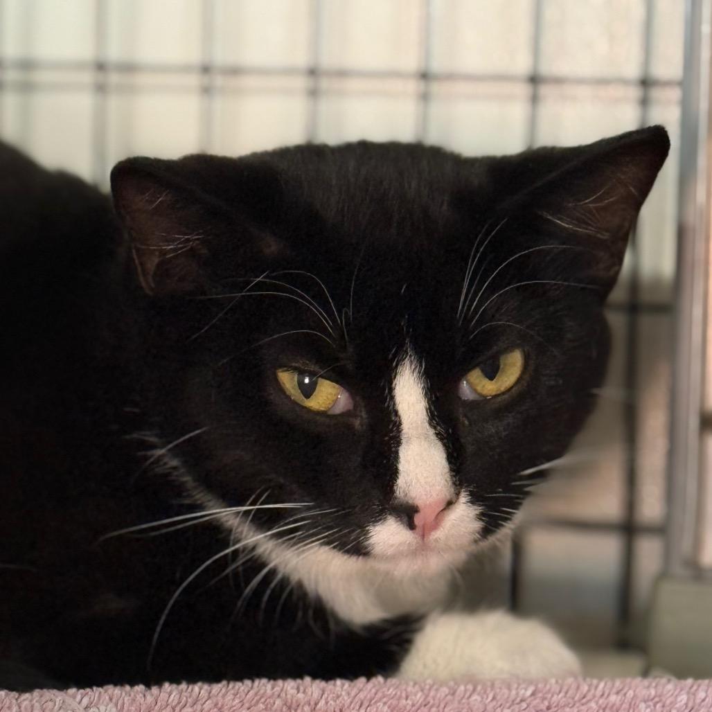 Mimura, a Adoptable mixed breed in Redwood Valley, CA image 2/4