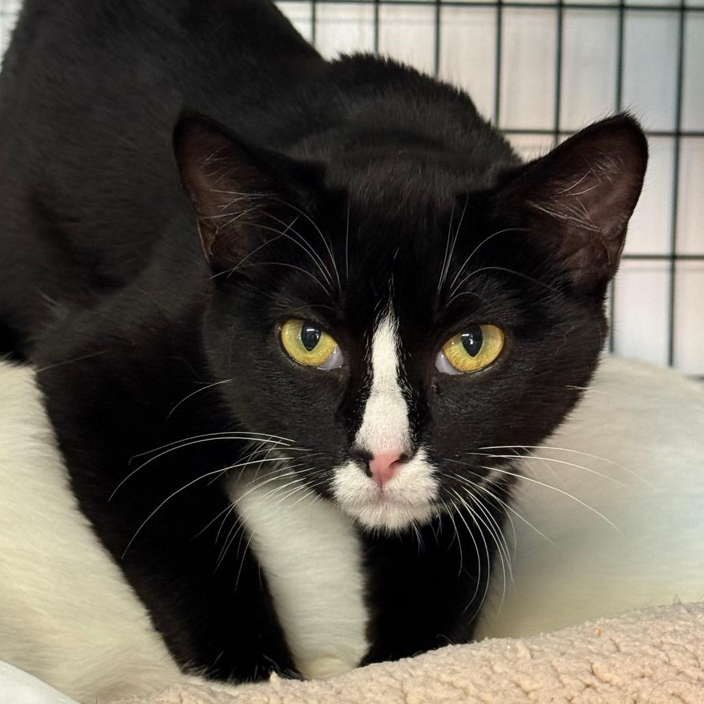 Mimura, a Adoptable mixed breed in Redwood Valley, CA image 3/4