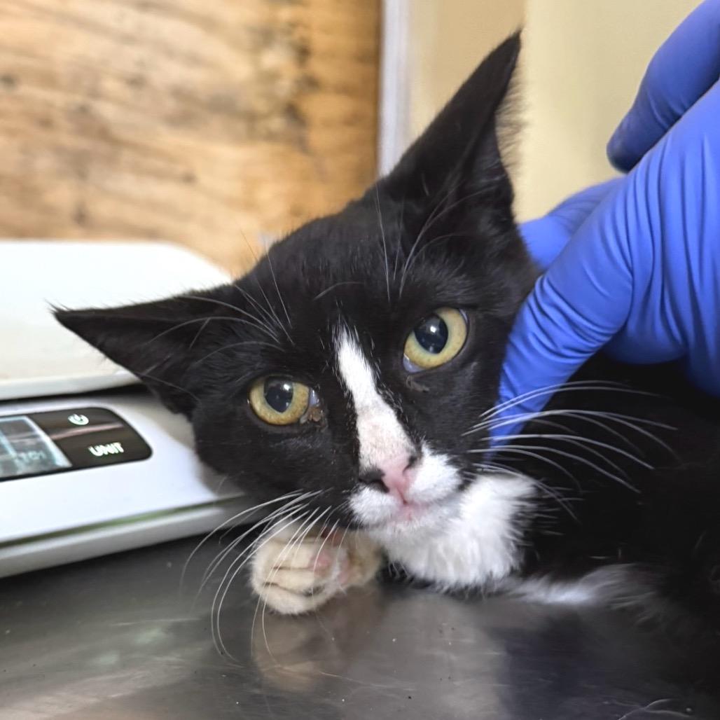 Mimura, a Adoptable mixed breed in Redwood Valley, CA image 4/4