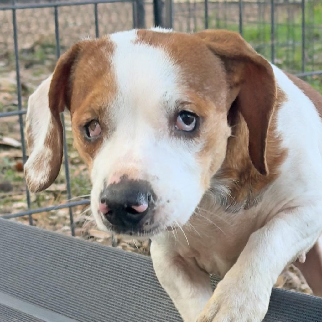 Kimchi, a Adoptable mixed breed in Leander, TX image 1/4