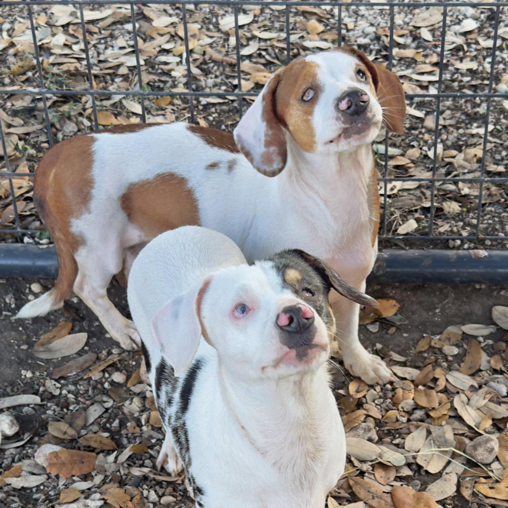 Kimchi, a Adoptable mixed breed in Leander, TX image 3/4