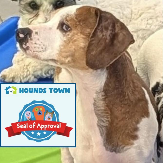 Kimchi, a Adoptable mixed breed in Leander, TX image 4/4