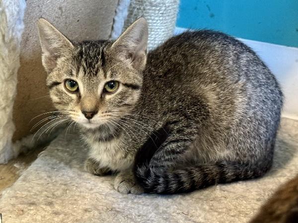 Dexter, Adoptable, Kitten Male Tabby.