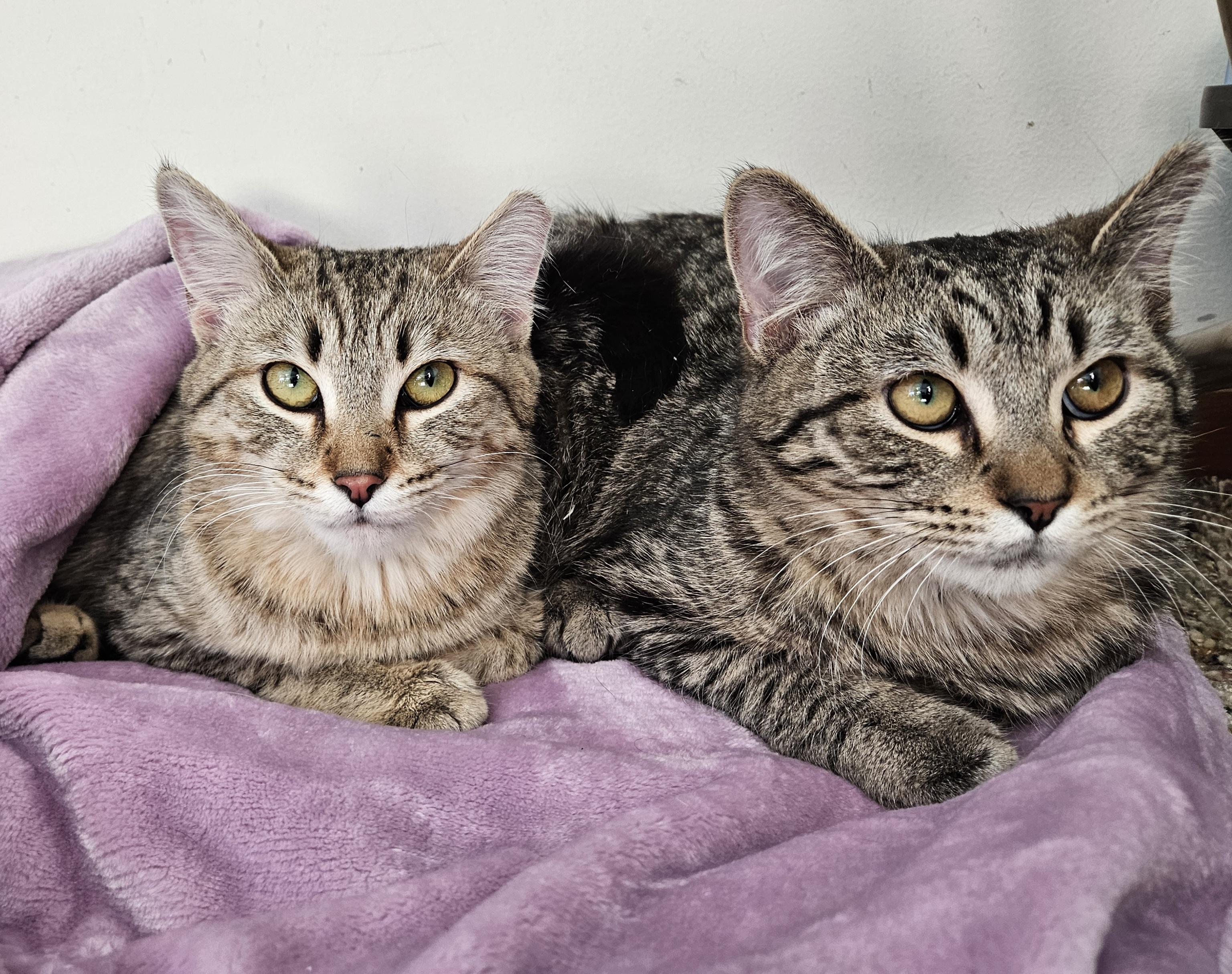 Enlarge Penny & Money, a ADOPTABLE Tabby in Mount Clemens, MI image 1/6