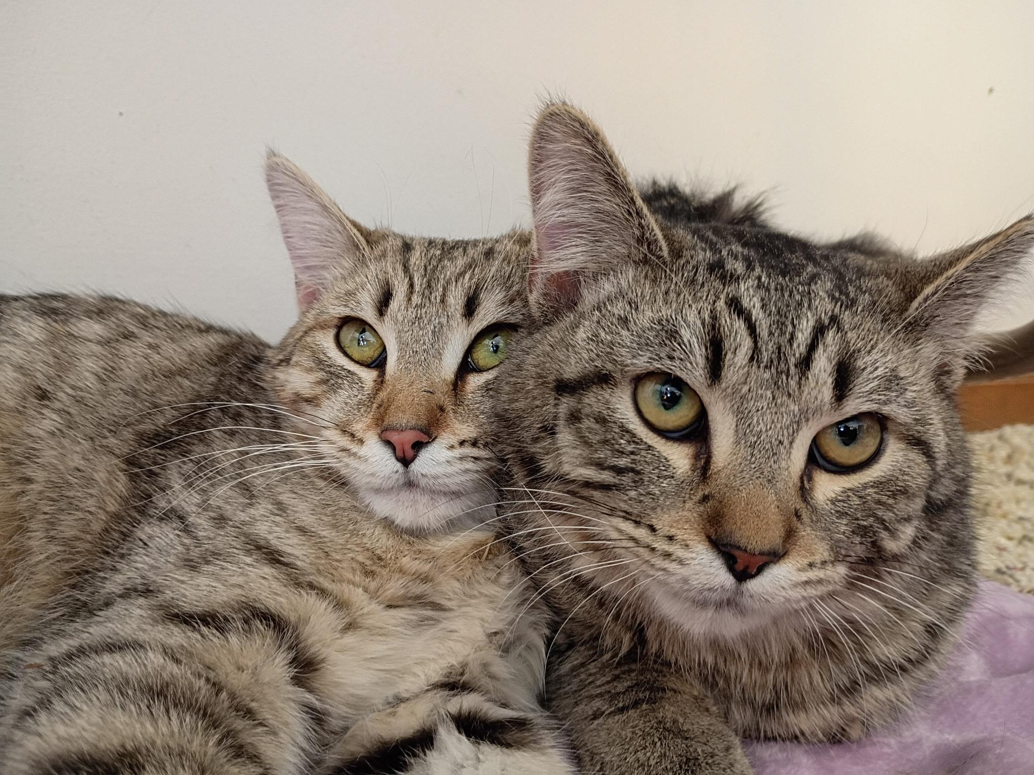 Enlarge Penny & Money, a ADOPTABLE Tabby in Mount Clemens, MI image 3/6