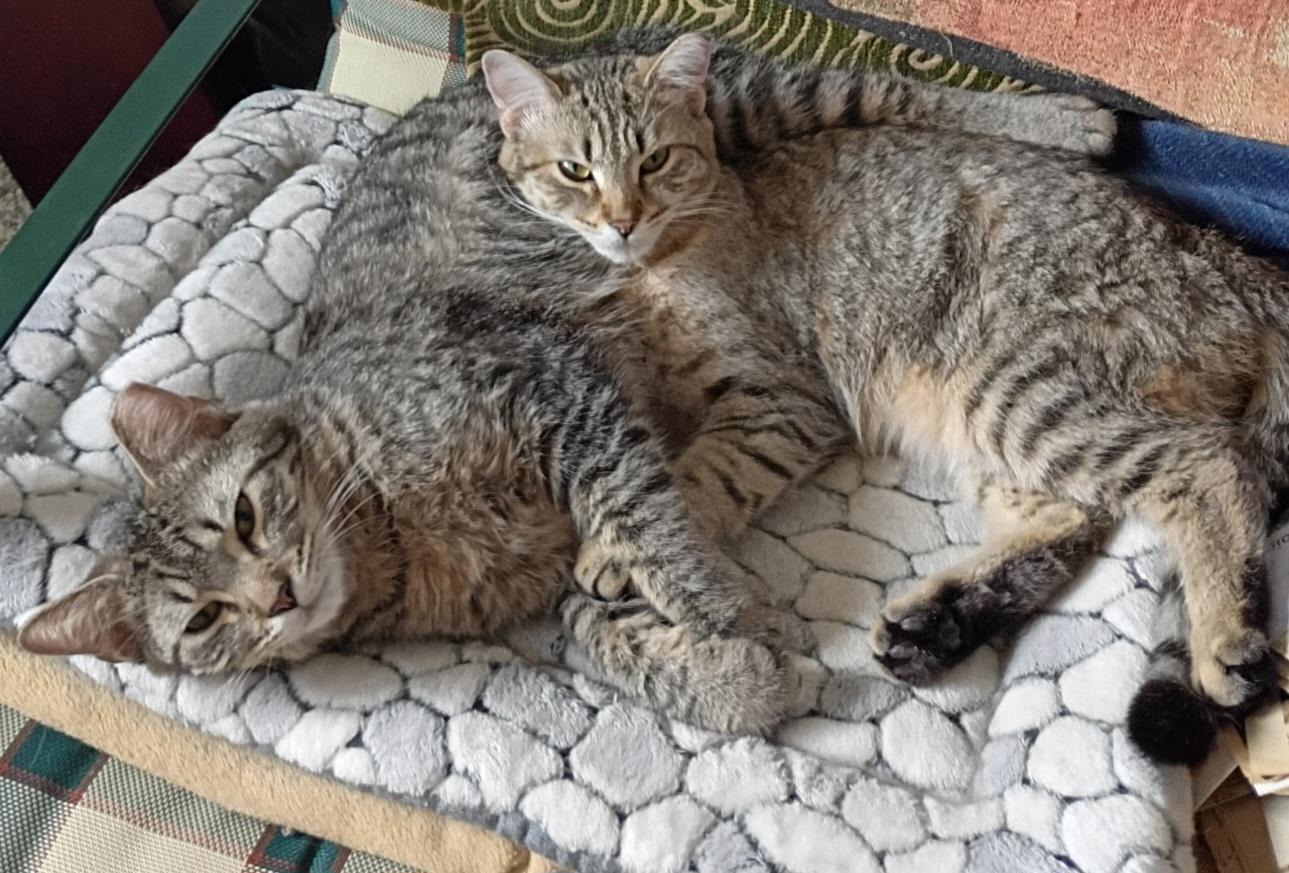 Enlarge Penny & Money, a ADOPTABLE Tabby in Mount Clemens, MI image 6/6