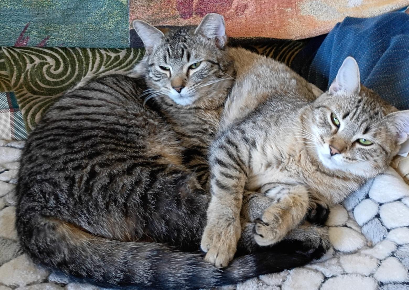 Enlarge Penny & Money, a ADOPTABLE Tabby in Mount Clemens, MI image 5/6