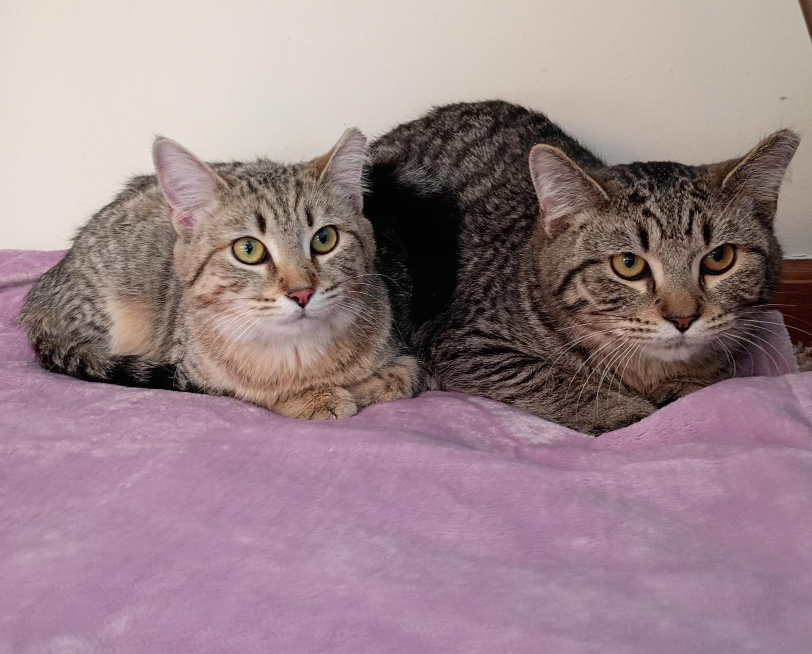 Penny & Money, ADOPTABLE, Young Male Tabby.