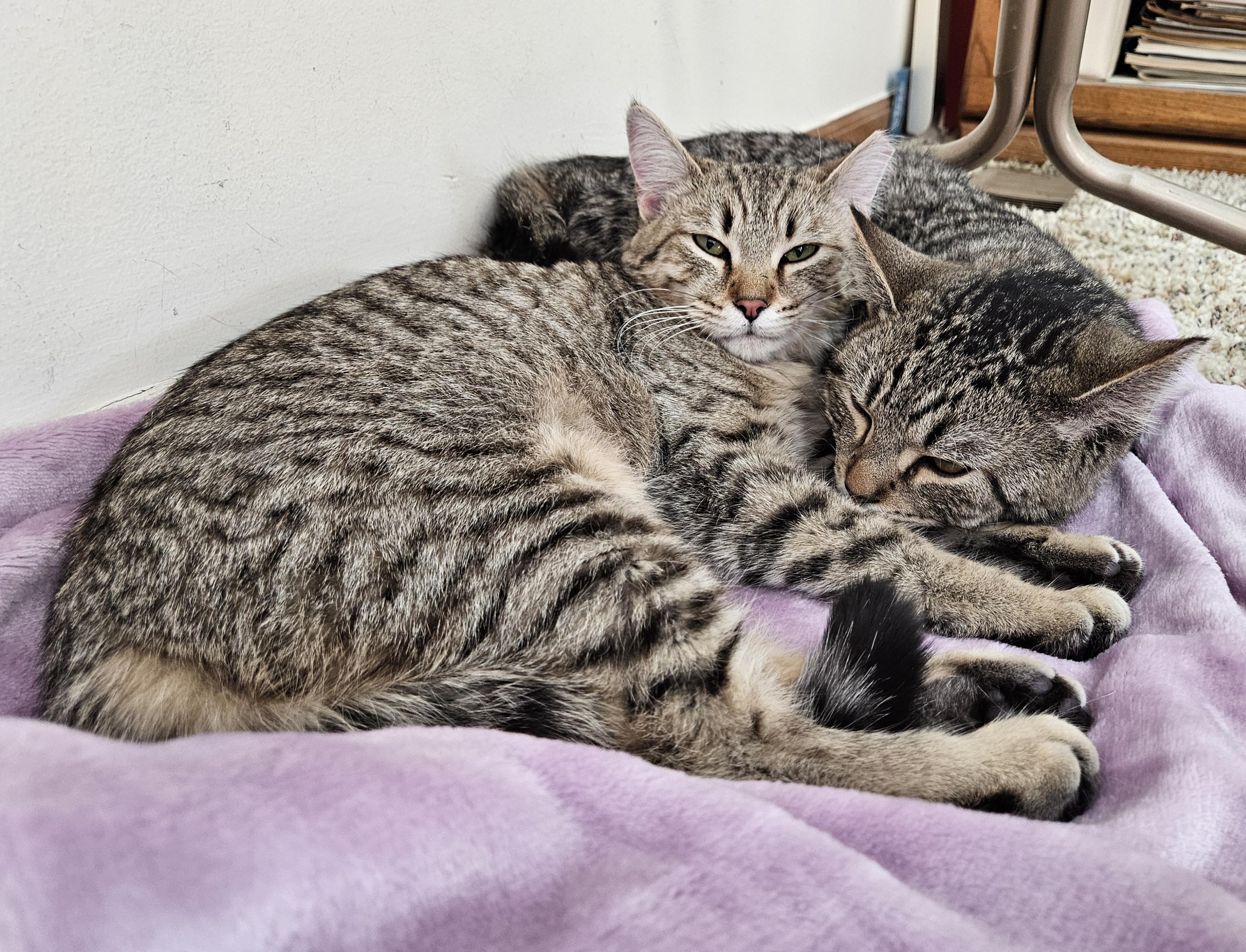 Enlarge Penny & Money, a ADOPTABLE Tabby in Mount Clemens, MI image 3/6