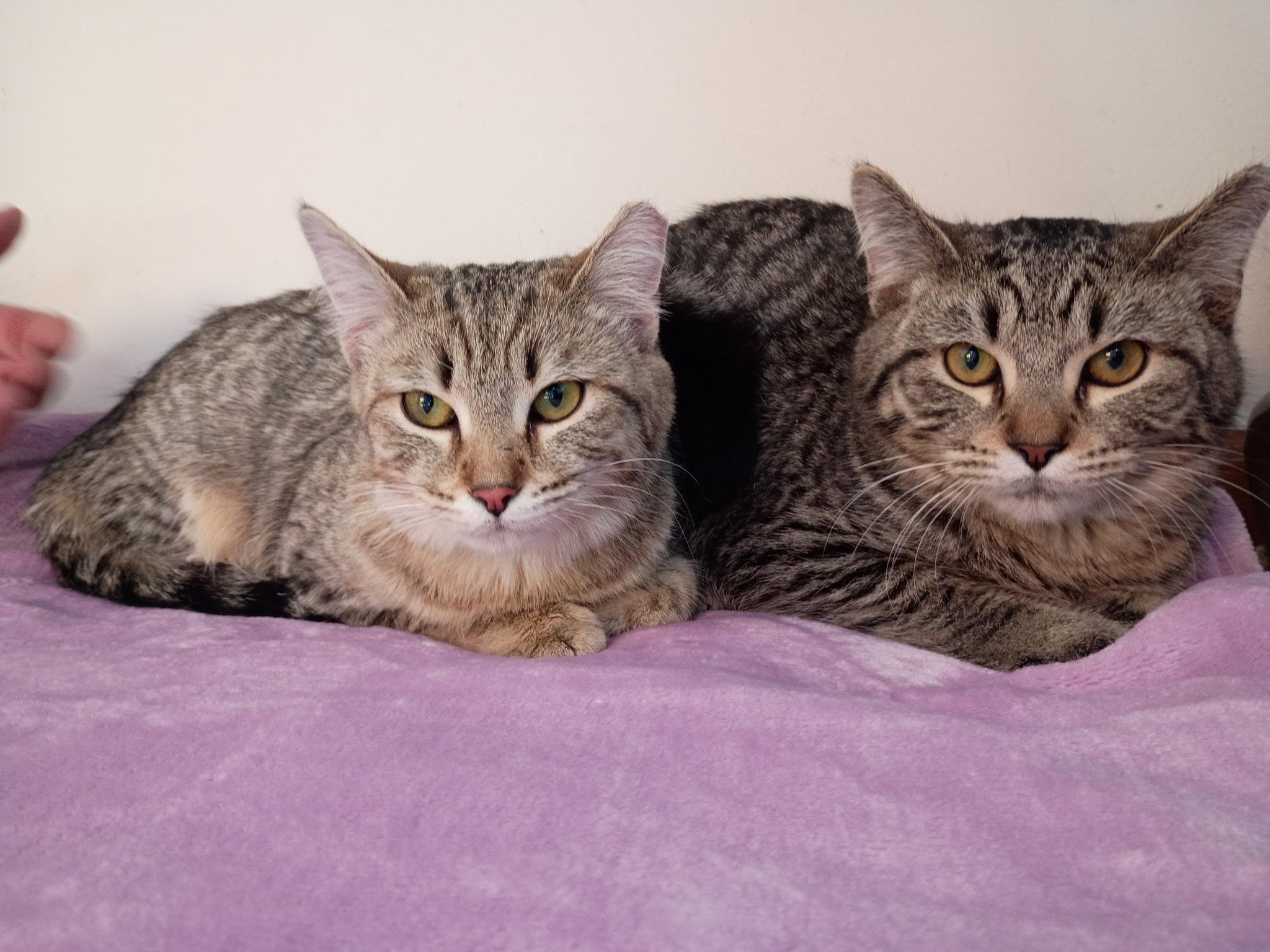 Penny & Money, ADOPTABLE, Young Male Tabby.