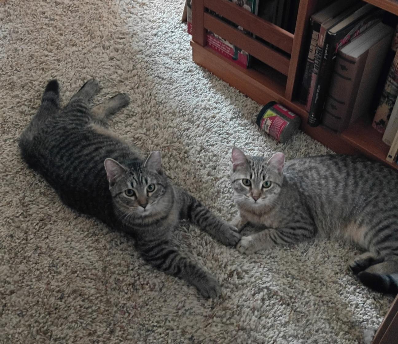 Enlarge Penny & Money, a ADOPTABLE Tabby in Mount Clemens, MI image 4/6