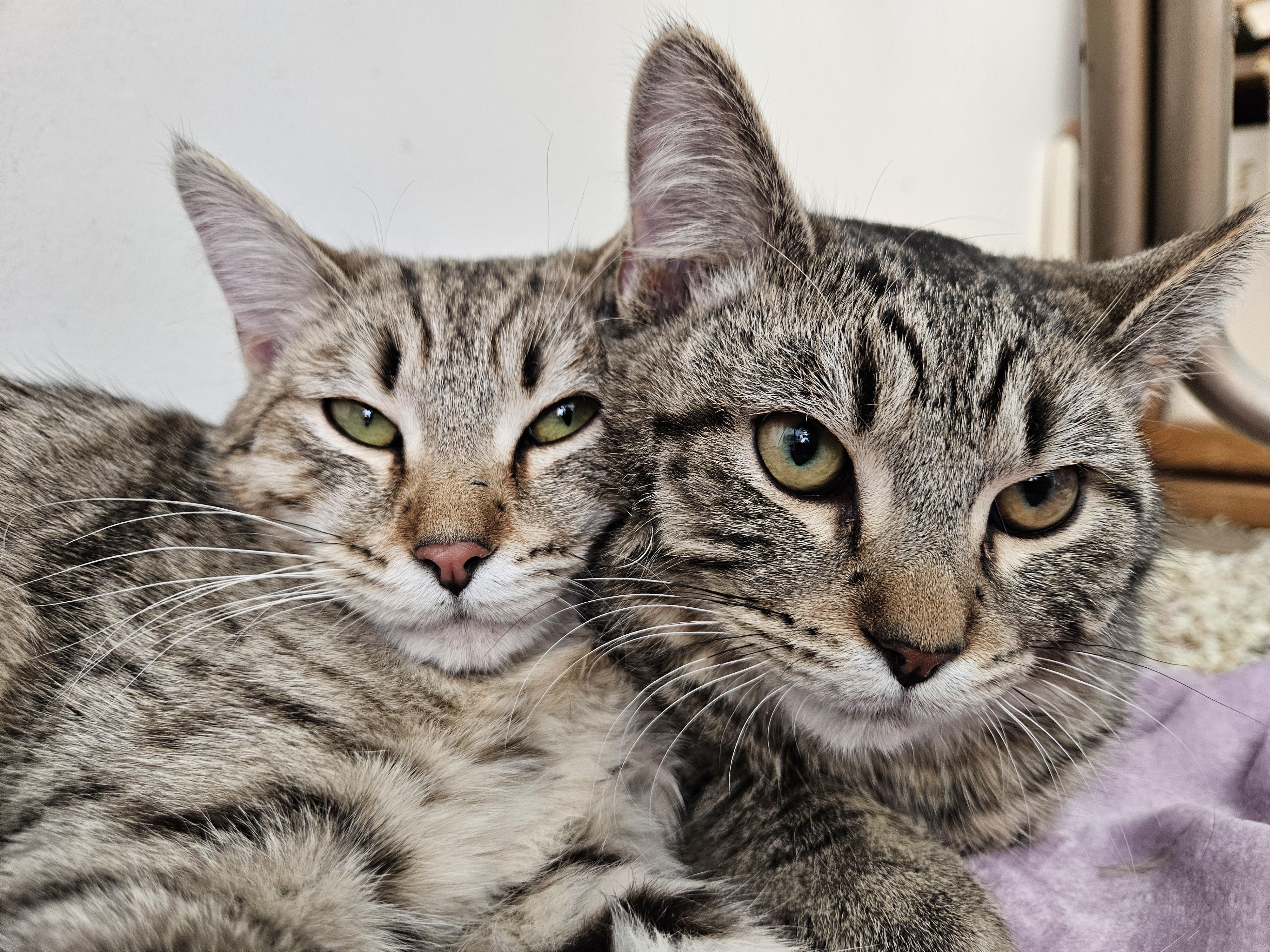 Enlarge Penny & Money, a ADOPTABLE Tabby in Mount Clemens, MI image 2/6