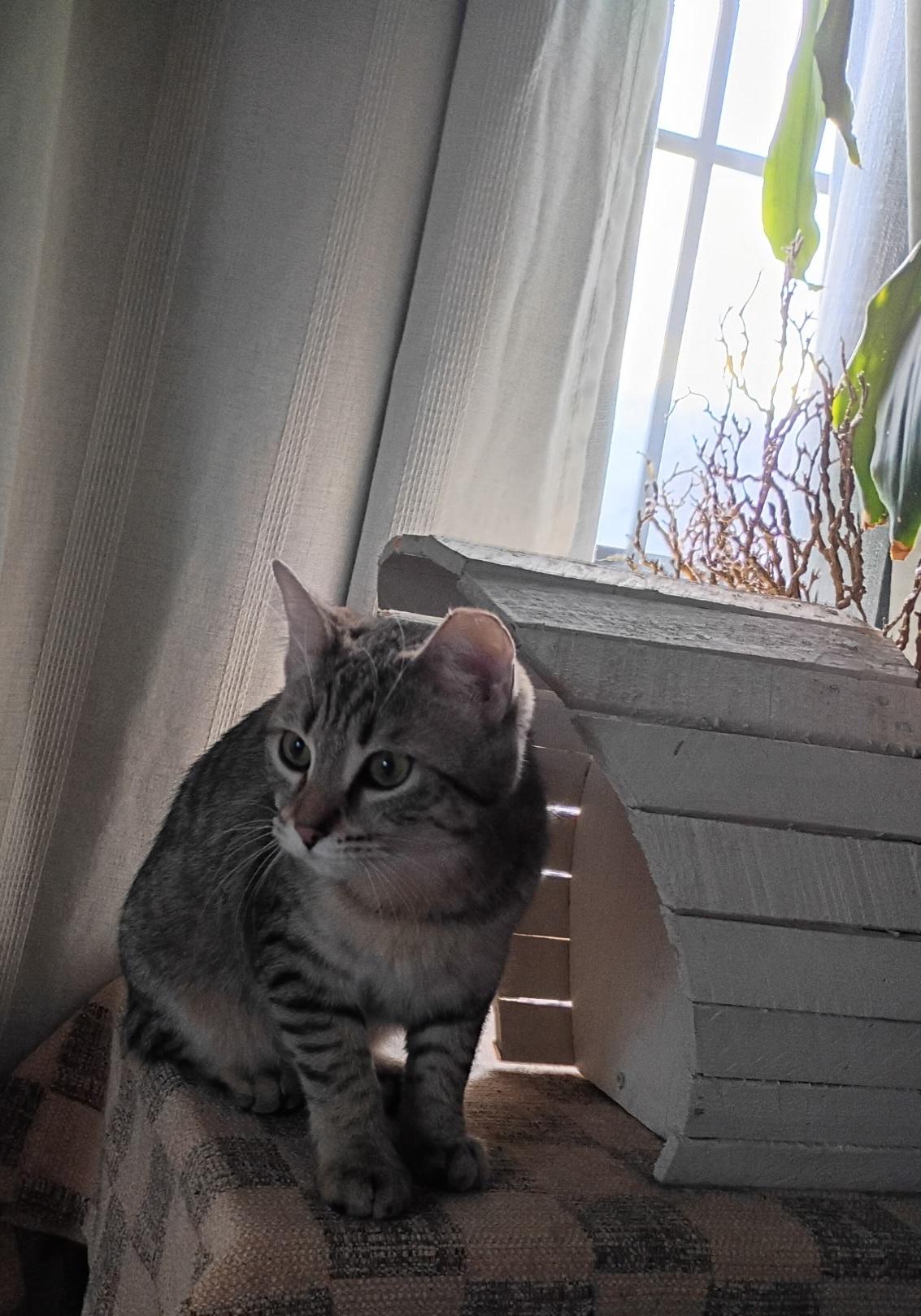 Enlarge Penny & Money, a ADOPTABLE Tabby in Mount Clemens, MI image 5/6