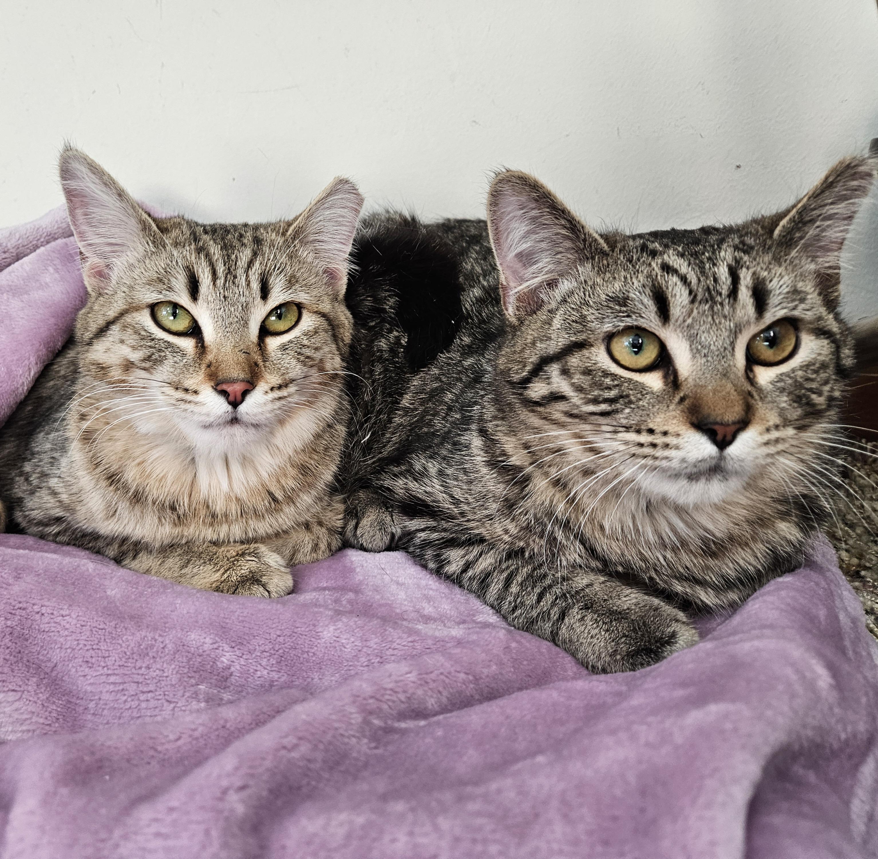 Enlarge Penny & Money, a ADOPTABLE Tabby in Mount Clemens, MI image 6/6