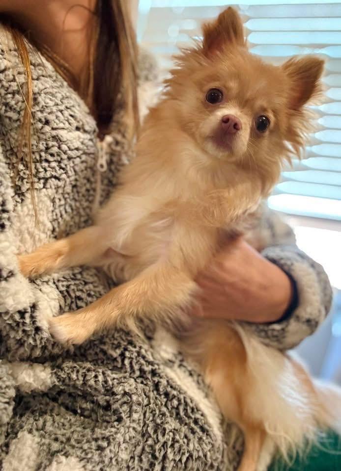 Pumpkin, adopted, Young Female Pomeranian & Chihuahua.