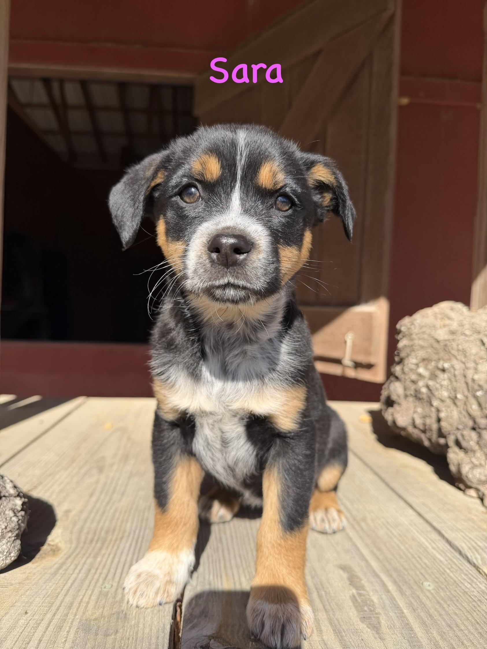 Enlarge S litter Susie, a ADOPTABLE mixed breed in South Amboy, NJ image 1/1