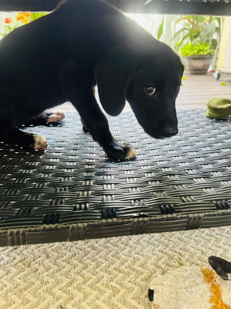 Award Winning : Emmy, Adopted, Puppy Female Labrador Retriever & Mixed Breed.
