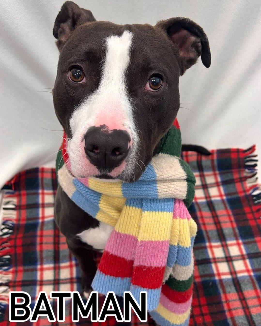 Batman Tag #2134, ADOPTABLE, Young Male Pit Bull Terrier.