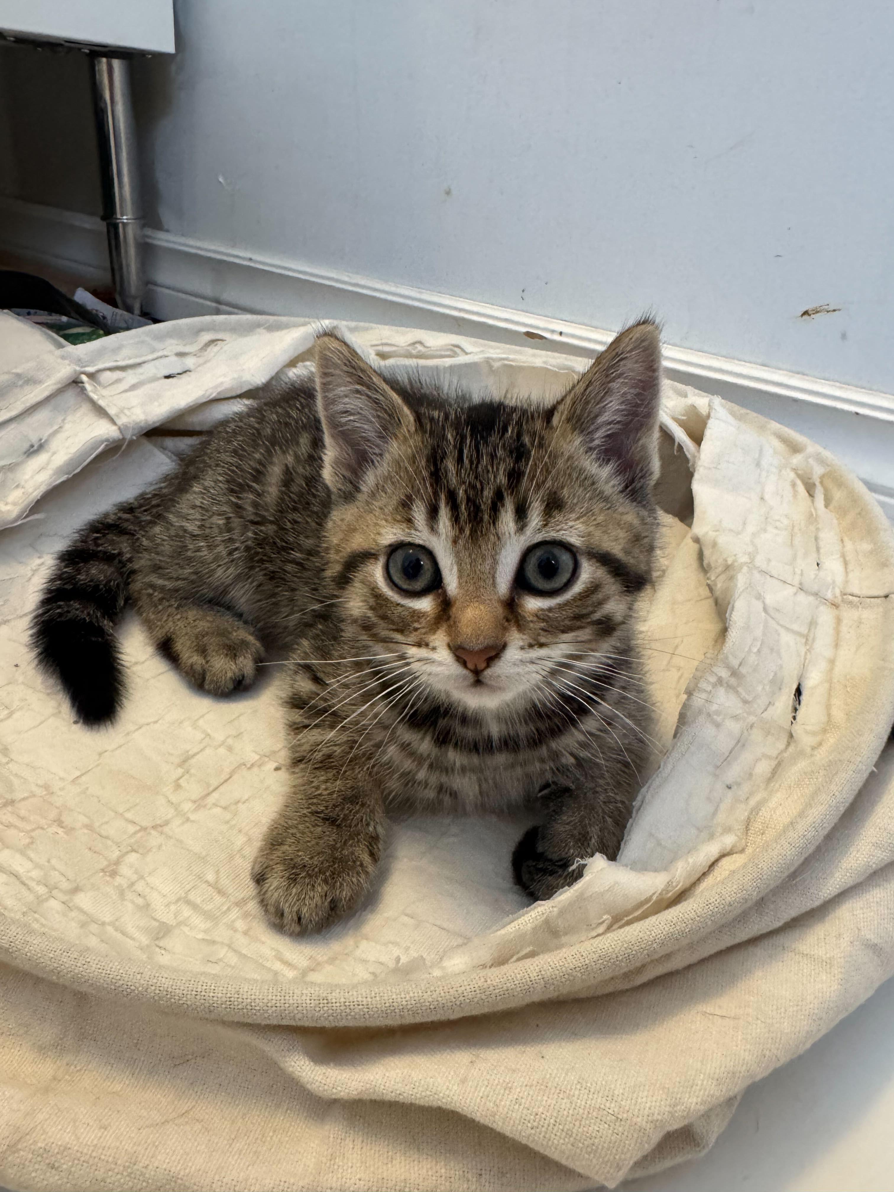 Enlarge Nash, a ADOPTABLE Domestic Short Hair in Wakefield, QC image 1/2