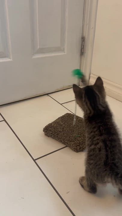 Enlarge Nash, a ADOPTABLE Domestic Short Hair in Wakefield, QC video 2/2