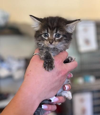 Iggy 23C-0189, Adopted, Kitten Female Domestic Medium Hair.