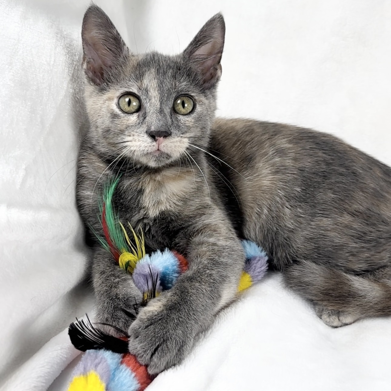 Cat for adoption Sasha, a Domestic Short Hair in Worcester, MA