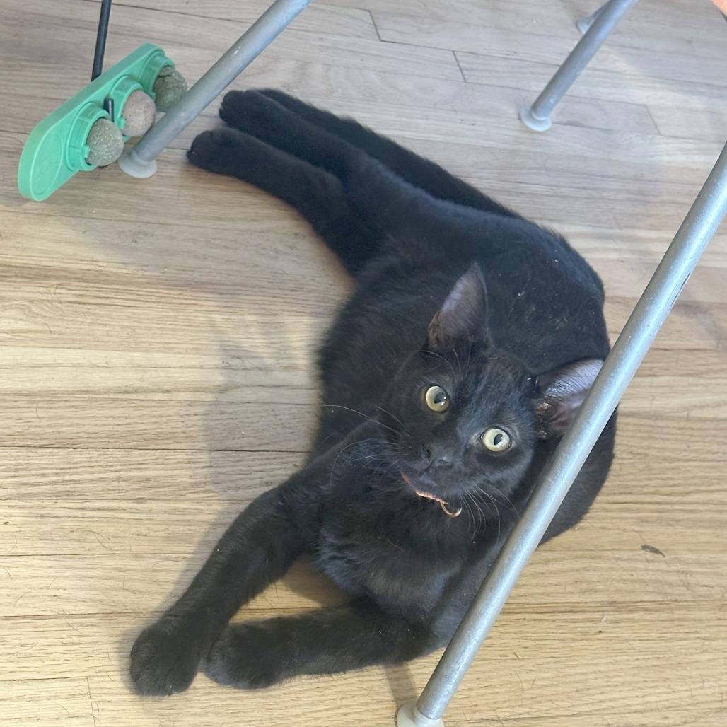 Simmons, Adoptable, Young Male Domestic Short Hair.