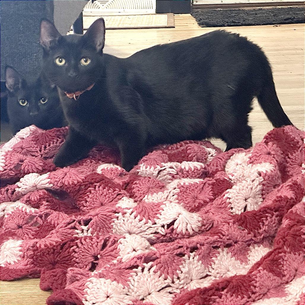 Enlarge Simmons, a Adoptable Domestic Short Hair in Wichita, KS image 2/6