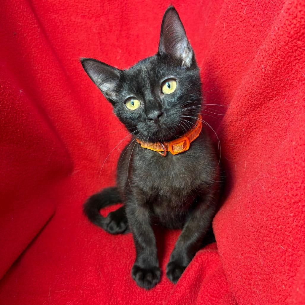 Enlarge Simmons, a Adoptable Domestic Short Hair in Wichita, KS image 3/6