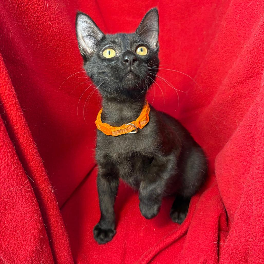 Enlarge Simmons, a Adoptable Domestic Short Hair in Wichita, KS image 4/6