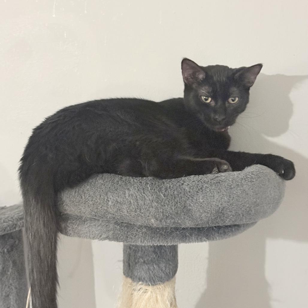 Enlarge Simmons, a Adoptable Domestic Short Hair in Wichita, KS image 5/6