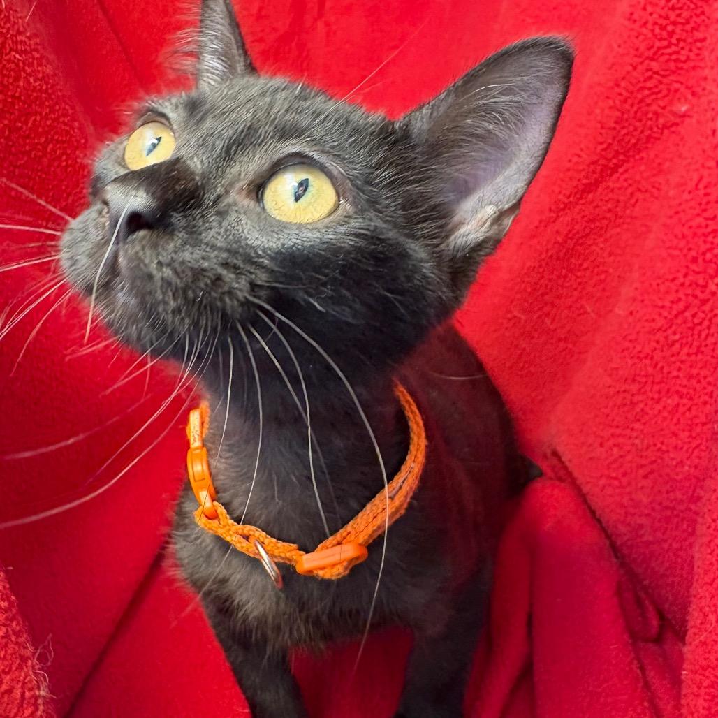 Enlarge Simmons, a Adoptable Domestic Short Hair in Wichita, KS image 6/6