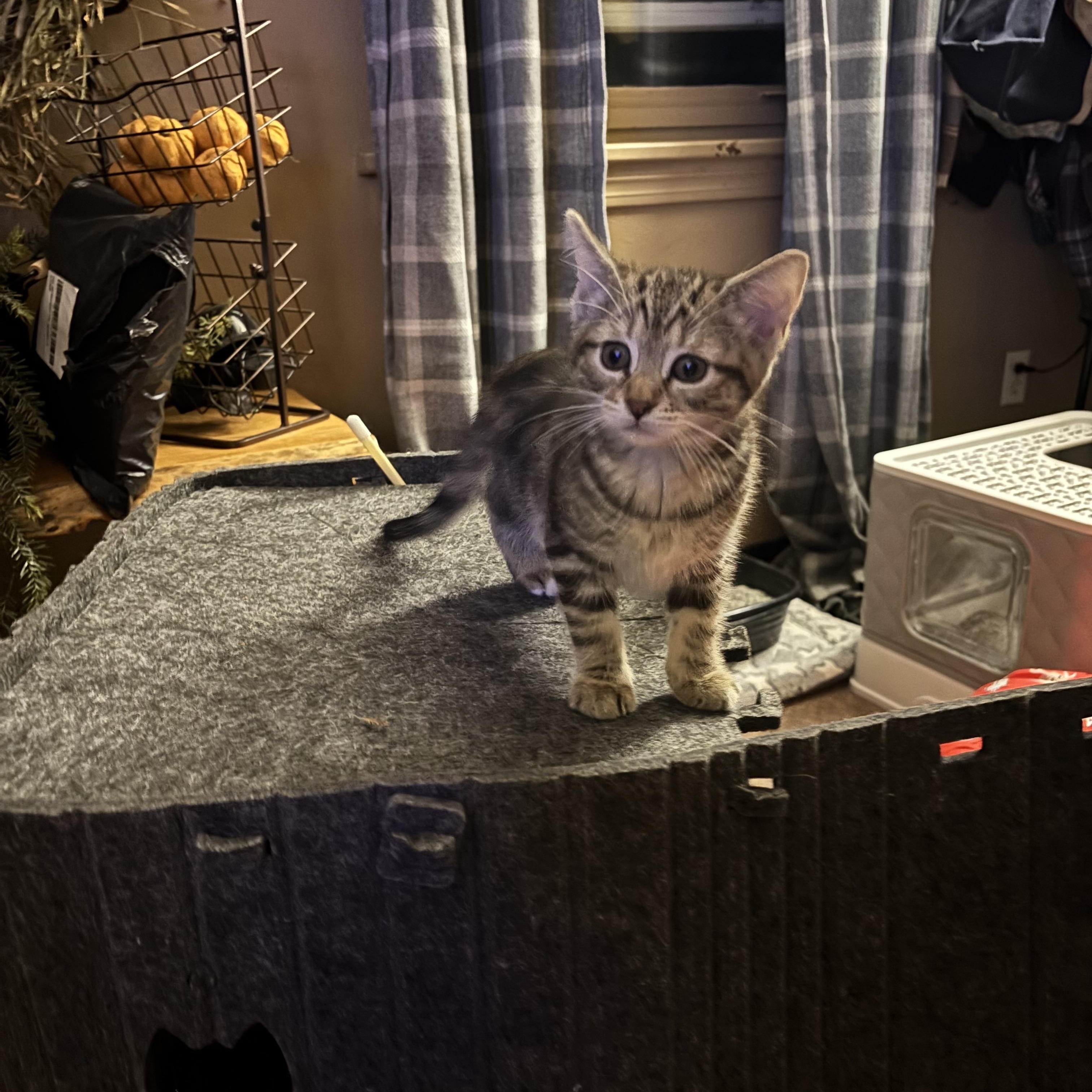 Enlarge Clyde & Boo Boo, an adopted Domestic Short Hair in Pittsburgh, PA image 2/5