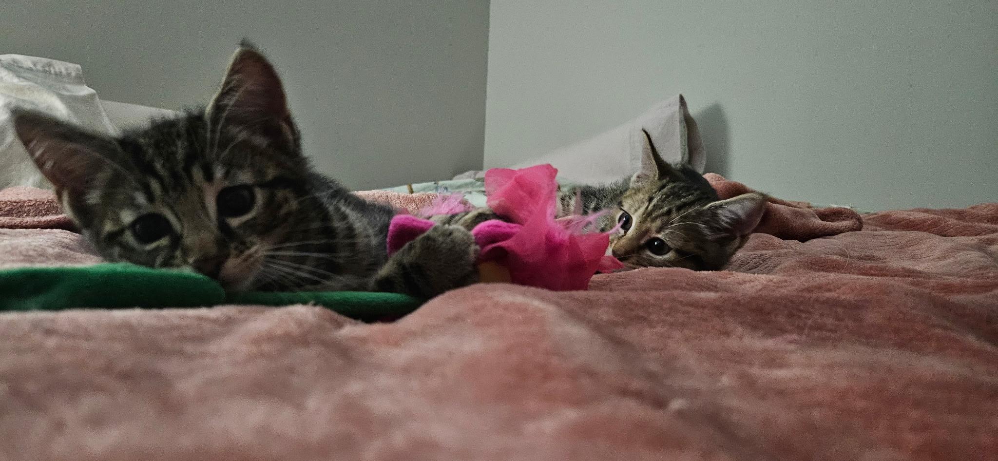 Enlarge Clyde & Boo Boo, an adopted Domestic Short Hair in Pittsburgh, PA image 5/5