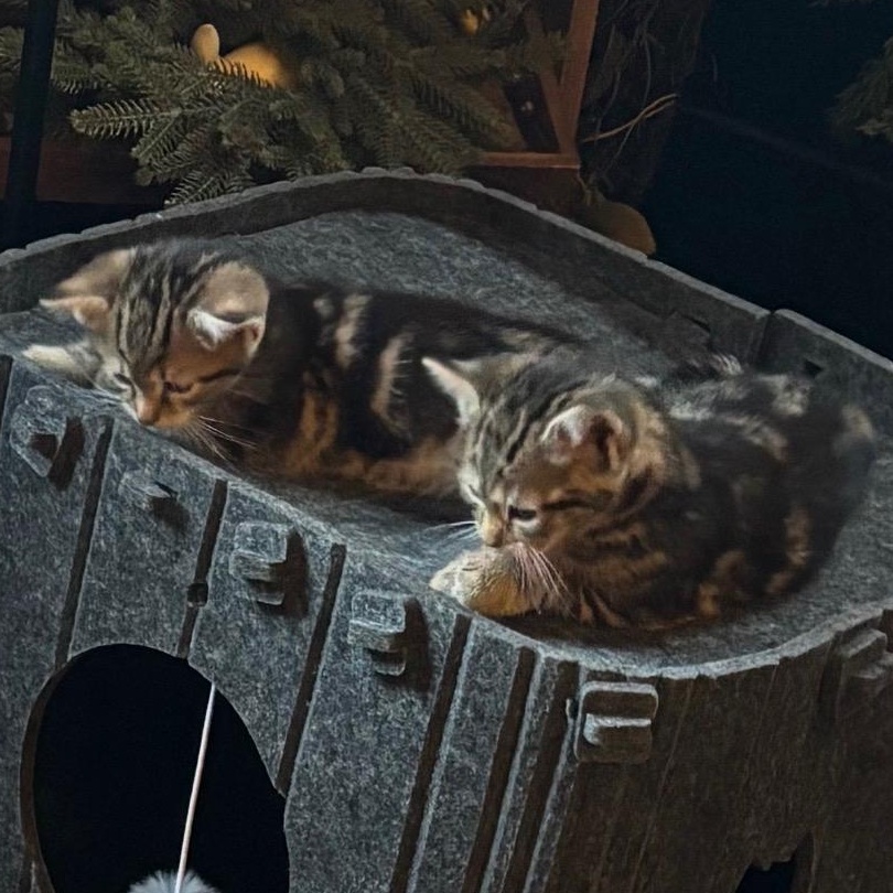 Enlarge Clyde & Boo Boo, an adopted Domestic Short Hair in Pittsburgh, PA image 3/5