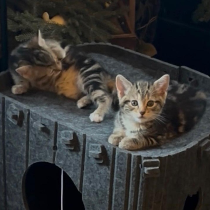 Enlarge Clyde & Boo Boo, an adopted Domestic Short Hair in Pittsburgh, PA image 1/5