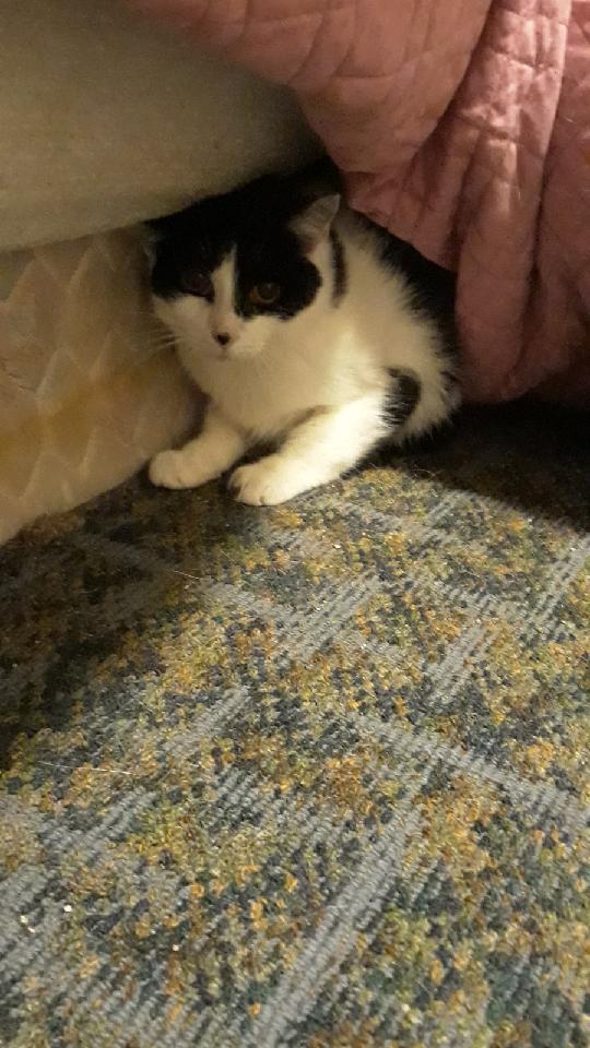 Patchy Bonded with Rosie, Adoptable, Senior Female Domestic Medium Hair.