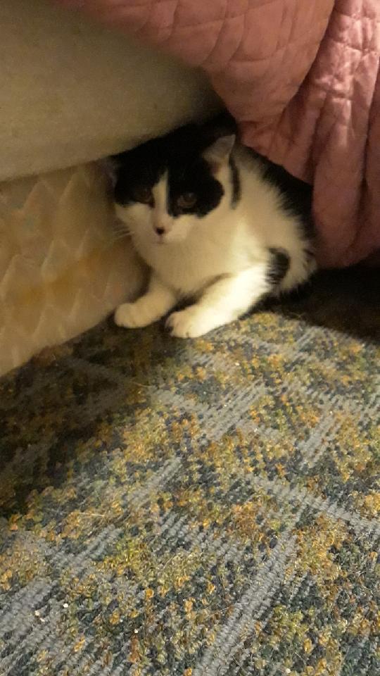 Patchy Bonded with Rosie, Adoptable, Senior Female Domestic Medium Hair.