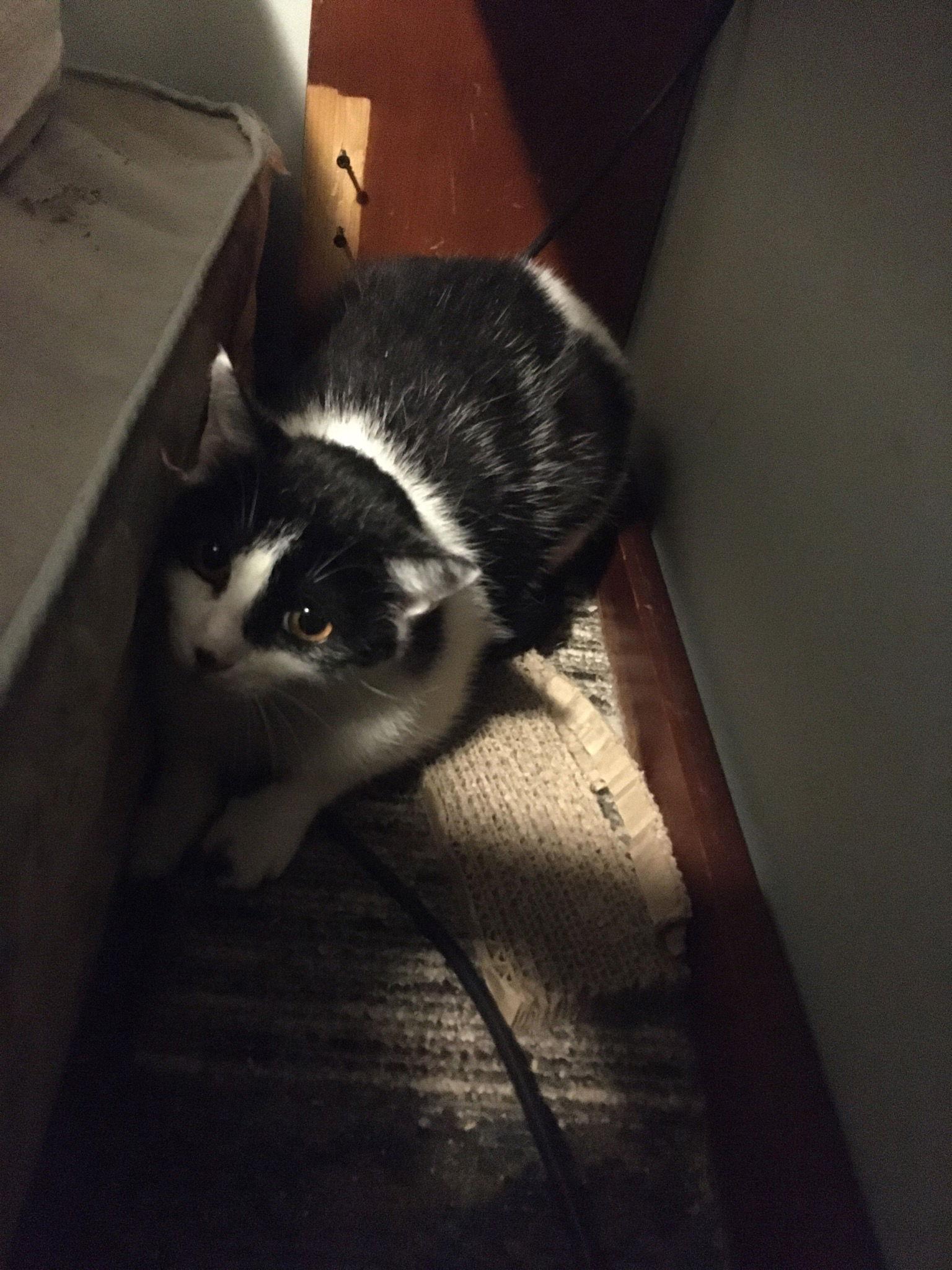 Patchy Bonded with Rosie — thumbnail 3