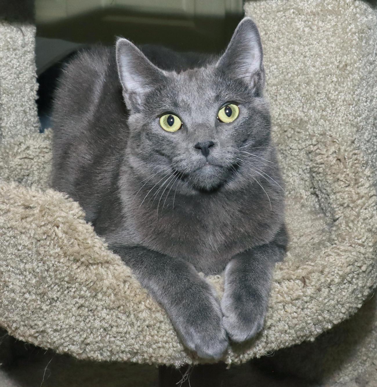 Enzo, an adoptable mixed breed in Euclid, OH image 3/6