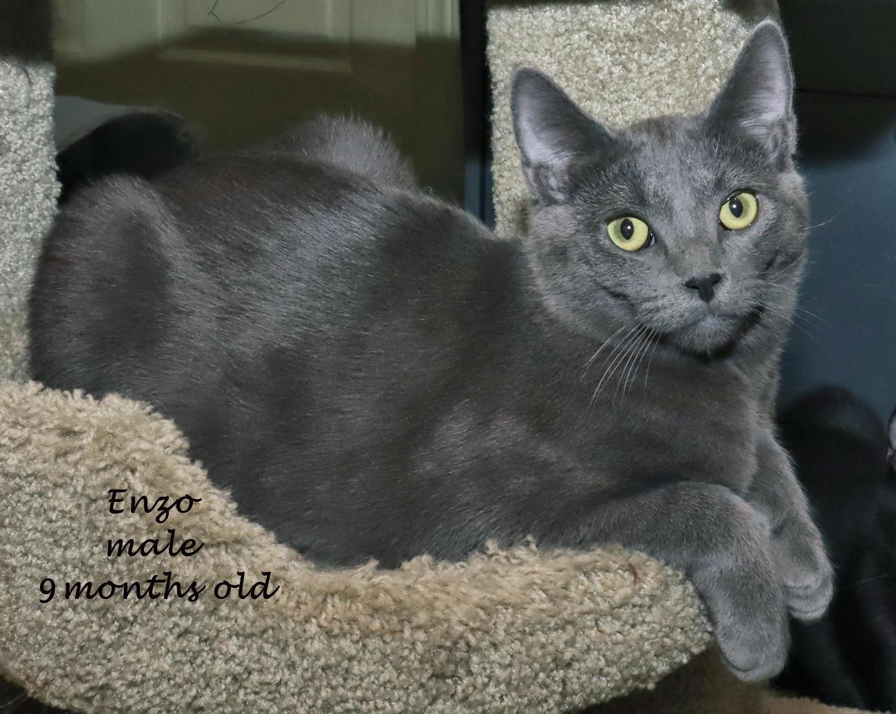 Enzo, an adoptable mixed breed in Euclid, OH image 2/6