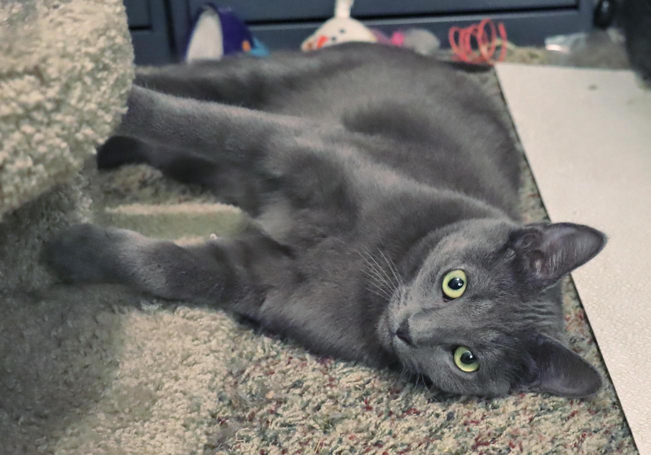 Enzo, an adoptable mixed breed in Euclid, OH image 4/6