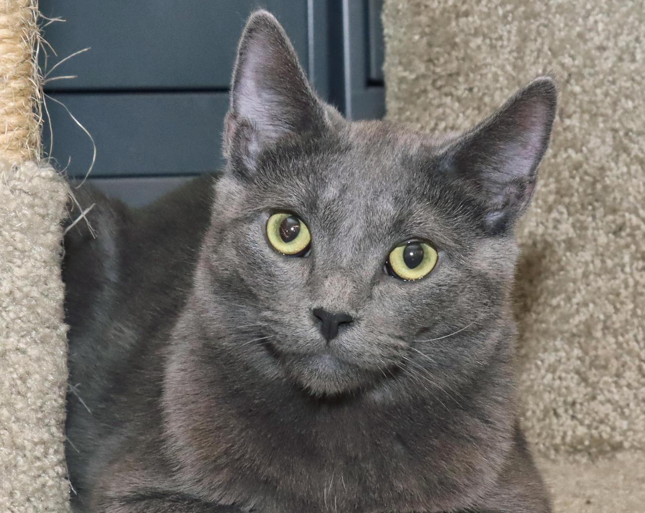 Enzo, an adoptable mixed breed in Euclid, OH image 1/6