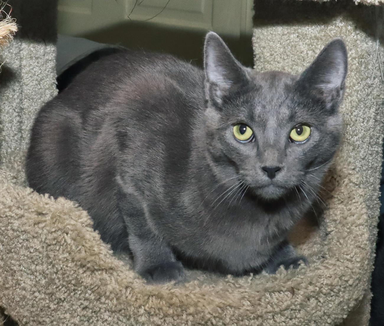 Enzo, an adoptable mixed breed in Euclid, OH image 5/6